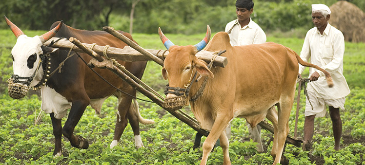 Nothing ‘political’ about farm suicides