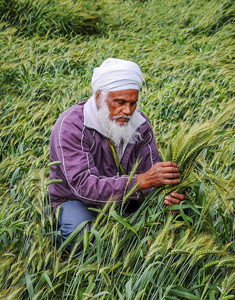 Crop Diversification Pathways for Punjab