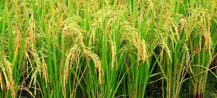 Paddy Menace in Punjab